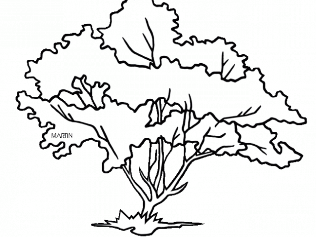 640x480 Pretty Clipart Dogwood Tree
