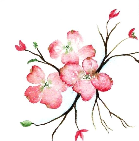 570x576 Dogwood Flower Clipart Watercolor Flowering Painting Free Bdennis