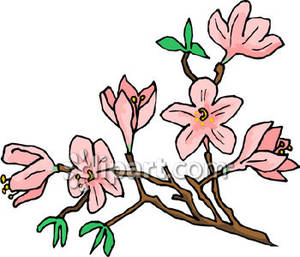 300x257 Dogwood Tree Cliparts Clip Art