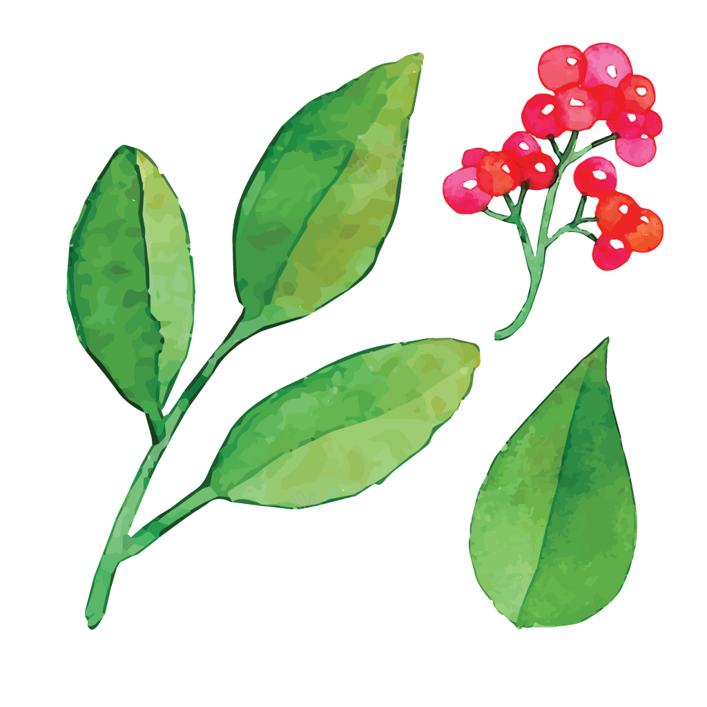 1024x1024 Dogwood Vector Tree Transparent Png Clipart Free Download