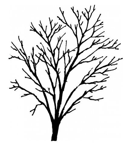 423x480 Drawing Spring Redbud Tree Transparent Png Clipart Free Download