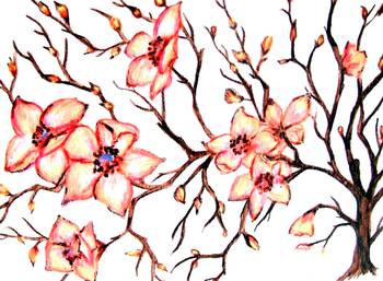 350x257 Easter Dogwood