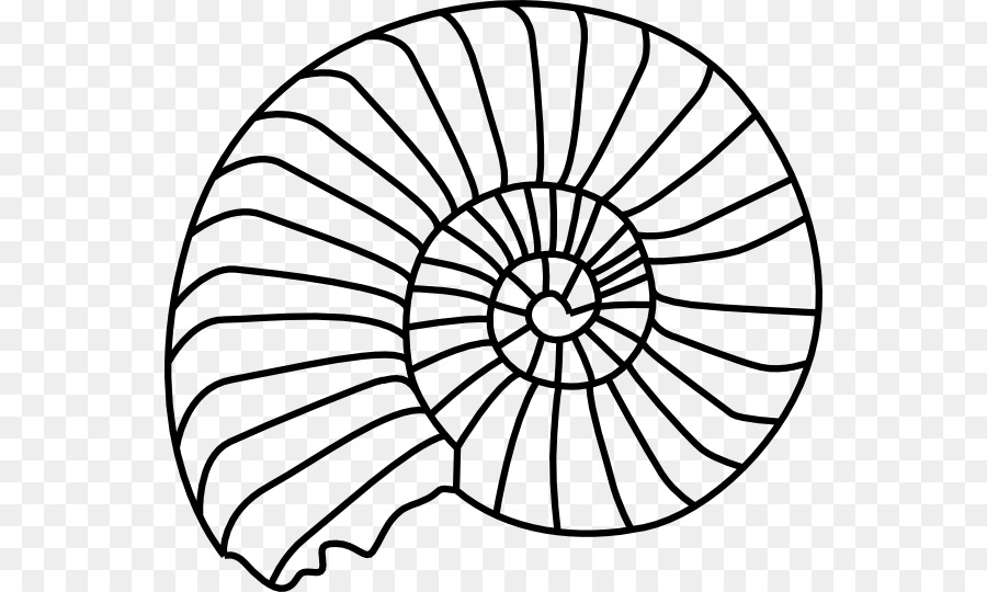 900x540 Seashell Drawing Sand Dollar For Free Download