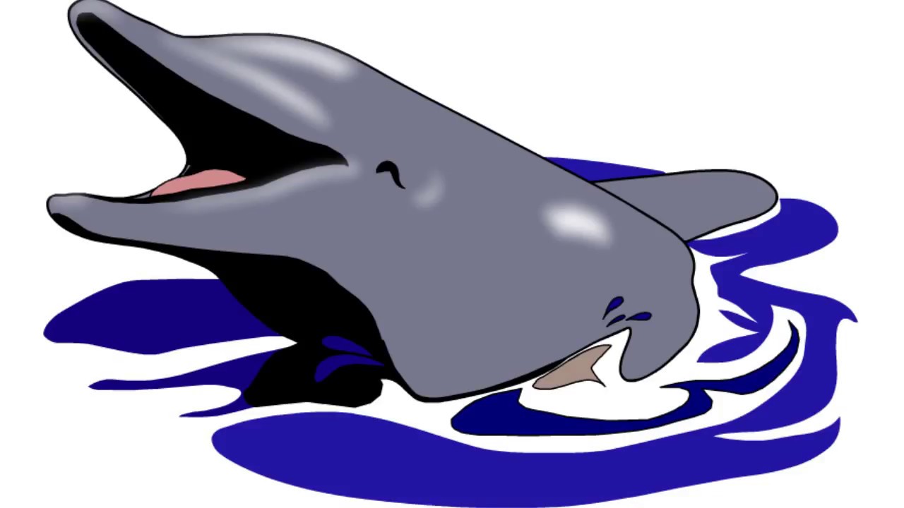 1280x720 Learn Dolphin For Kids