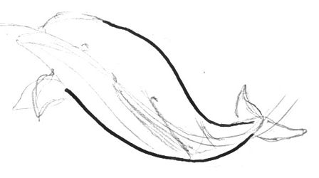448x250 How To Draw A Dolphin
