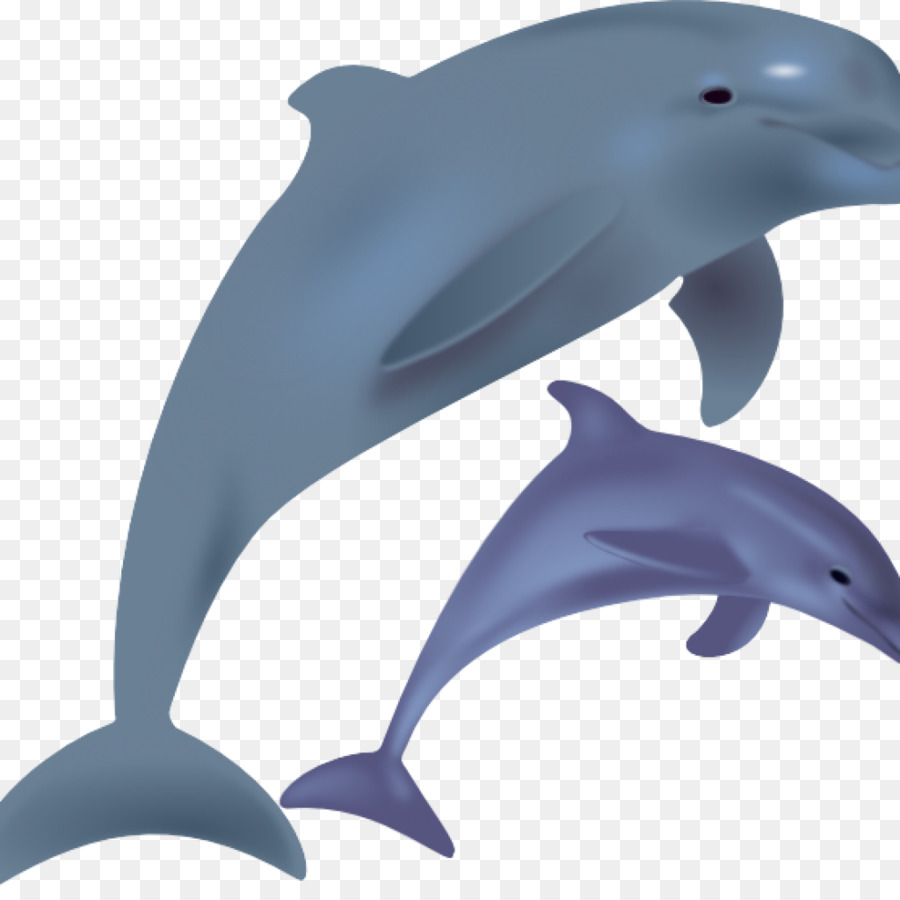 900x900 Dolphin, Drawing, Illustration, Transparent Png Image Clipart