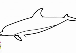 300x210 How To Draw Sea Animals For Kids How To Draw Dolphins, Stepstep