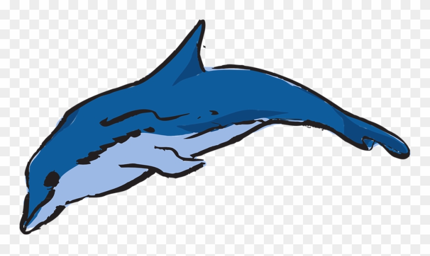 880x524 Dolphin Drawing Pictures Buy Clip Art
