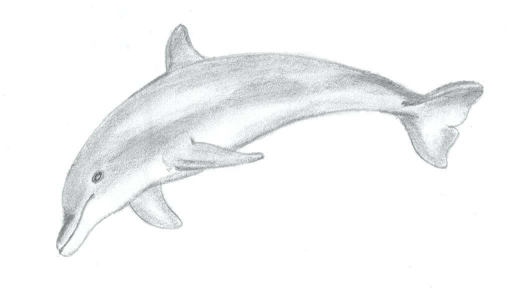 1024x576 draw dolphins dolphins drawings for kids license personal use