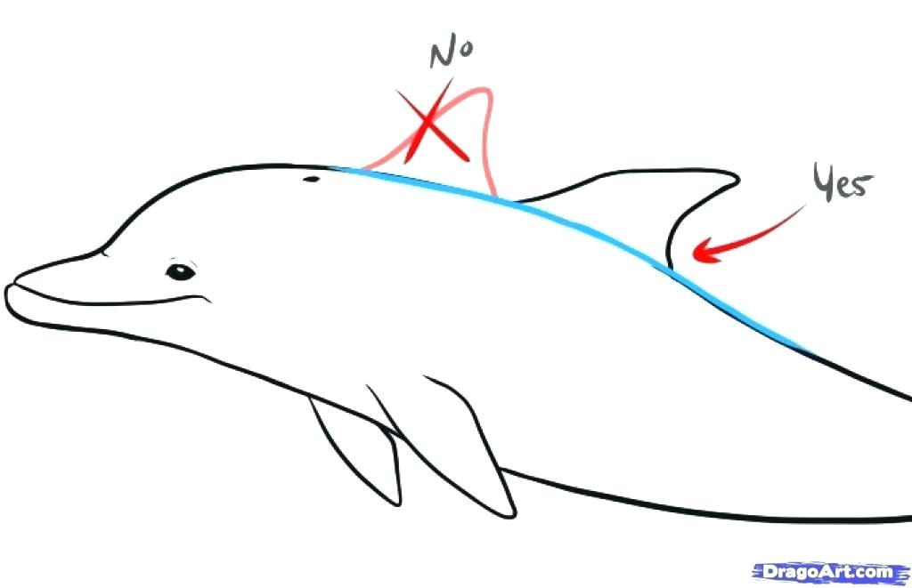 1024x661 How To Draw A Dolphin Step