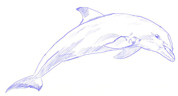 600x324 How To Draw A Dolphin