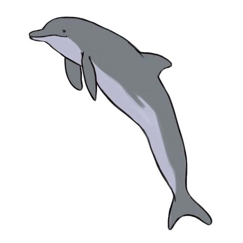 500x500 How To Draw A Easy Dolphin