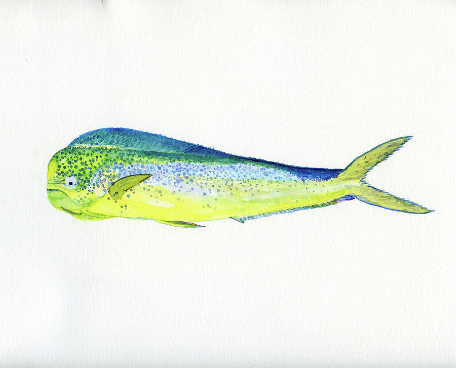 900x727 Dolphin Fish Painting