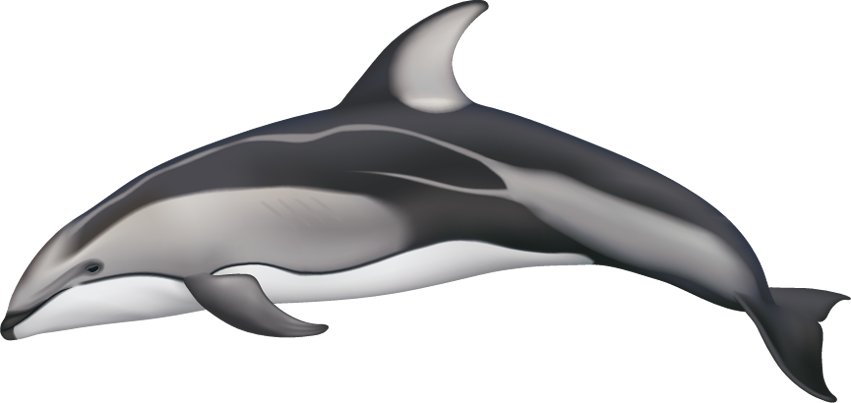 851x403 Hd Drawn Dolphins Pacific White Sided Dolphin