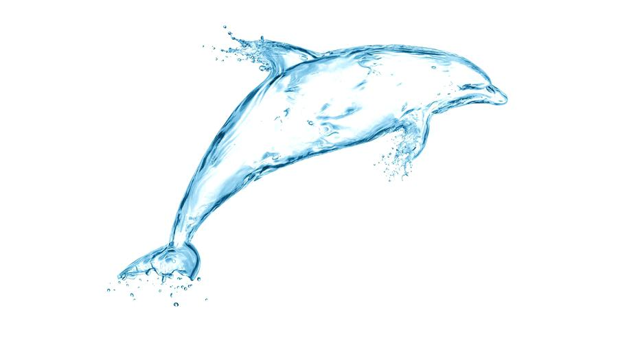 900x500 Dolphin Drawing Friendlyga