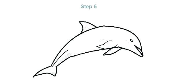 640x280 How To Draw A Dolphin Step