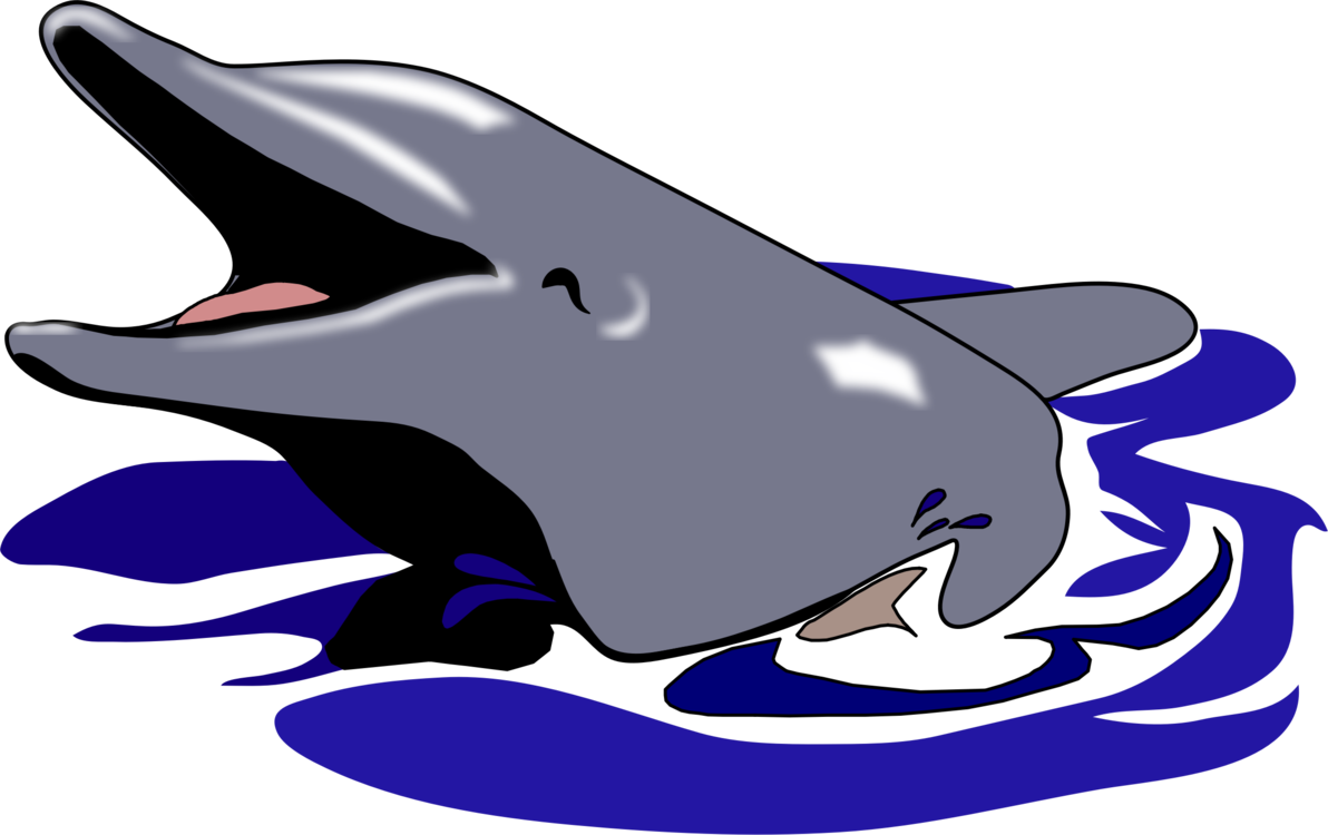 1192x750 Oceanic Dolphin Drawing Common Bottlenose Dolphin Computer Icons