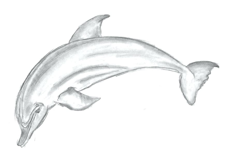 900x612 Dolphin Drawings