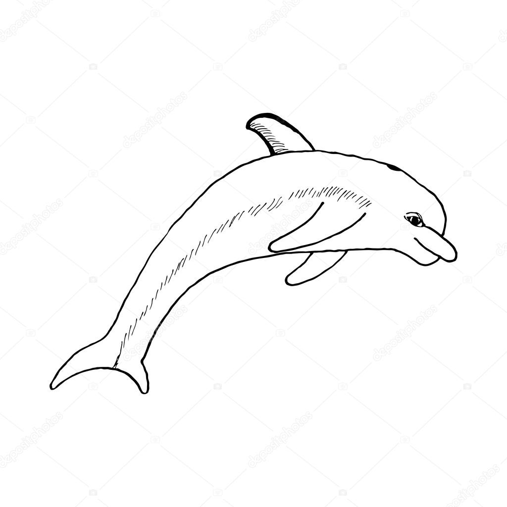 1024x1024 Dolphin Drawing Free Download