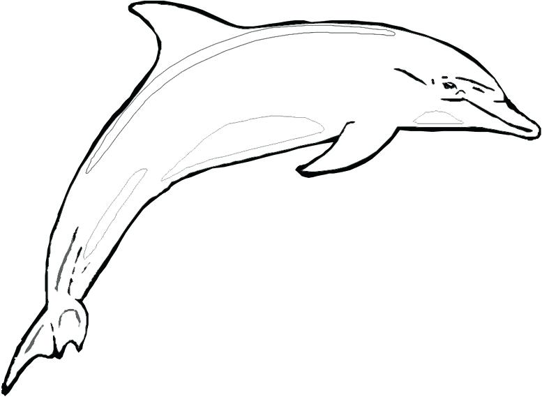 777x569 How To Draw A Bottlenose Dolphin