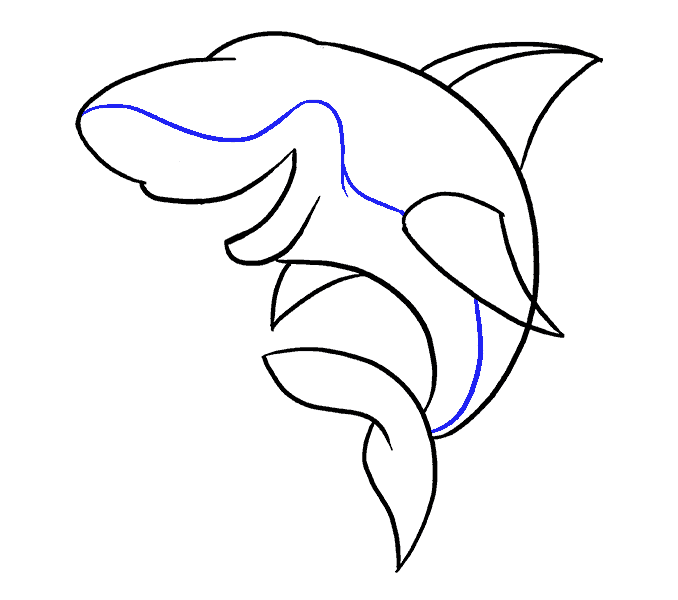 678x600 Drawing Dolphins Free Download On Unixtitan