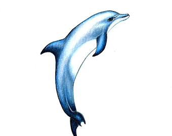 340x270 Dolphin Drawing Colored