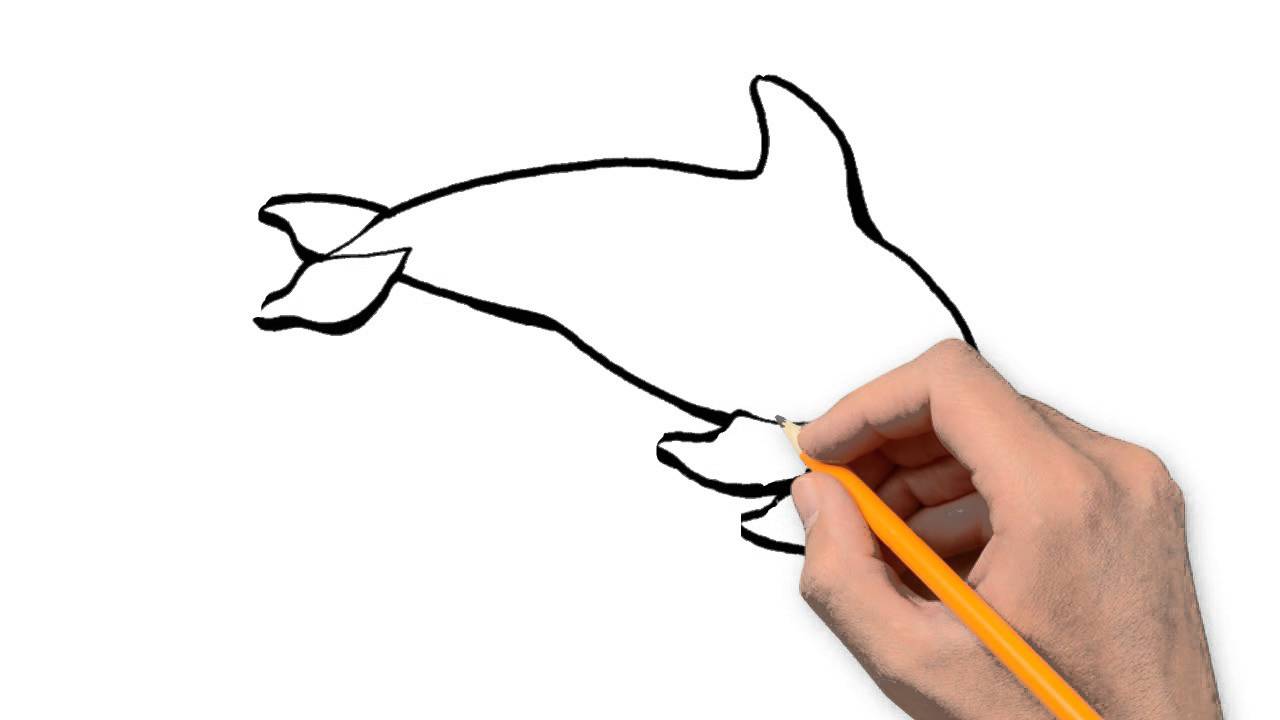 1280x720 Dolphin Animals Pencil To Draw Step