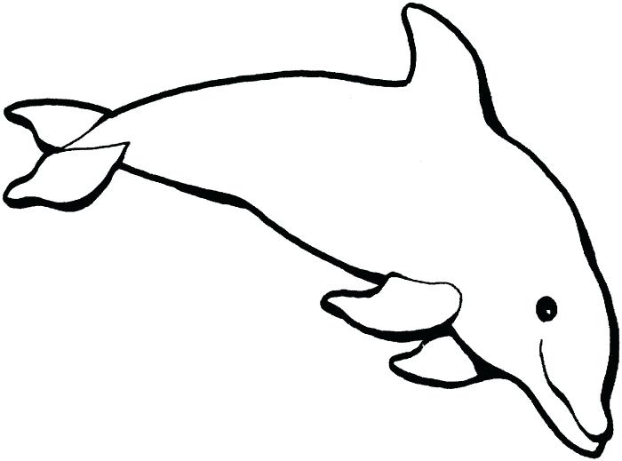700x519 Drawing Dolphins Dolphin Sketches And Drawings Animal Planet