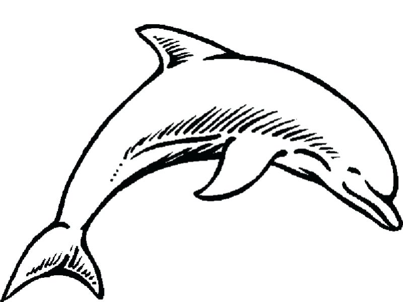 800x599 Free Colouring Pages For Grown Ups Dolphins Coloring Free Dolphin