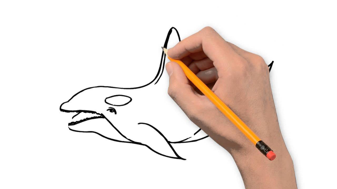 1280x720 Whale Animals Pencil To Draw Step