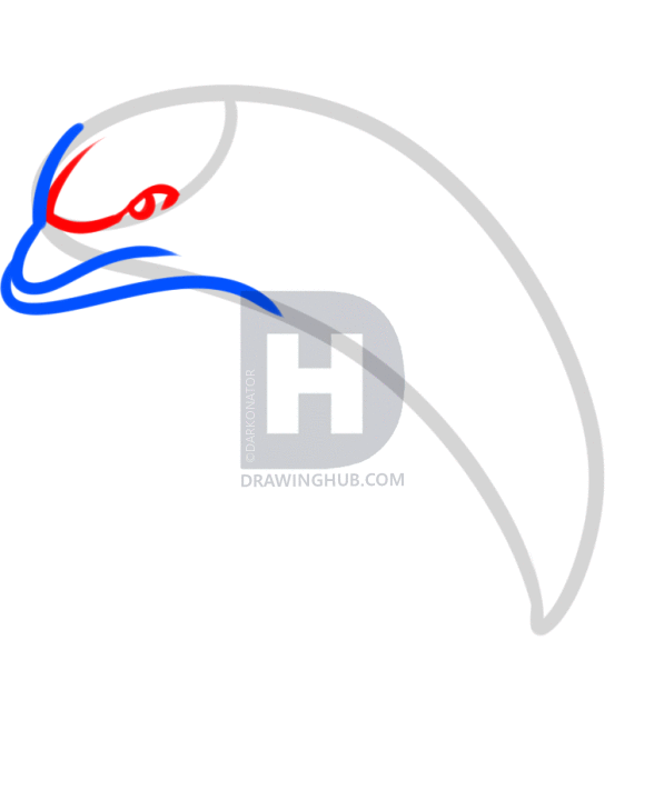 588x720 Easy Steps To Draw A Dolphin