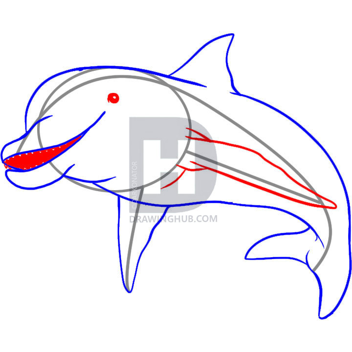 720x720 How To Draw A Dolphin, Step