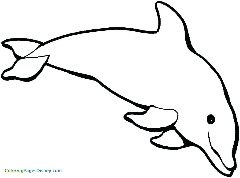1024x760 How To Draw A Simple Dolphin Drawing A Dolphin Step Draw Simple