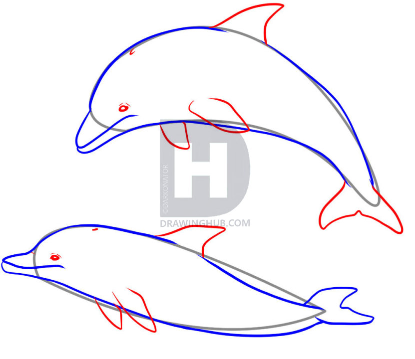 831x720 How To Draw Dolphins, Step