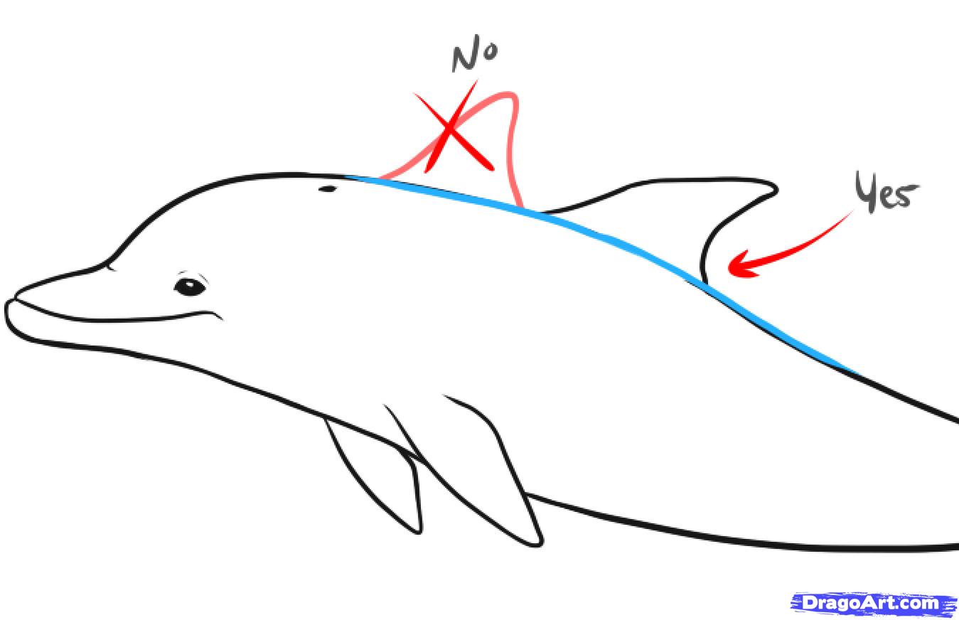 1349x872 Draw Dolphins, Step