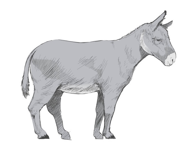 626x496 Illustration Drawing Style Of Donkey Vector Free Download