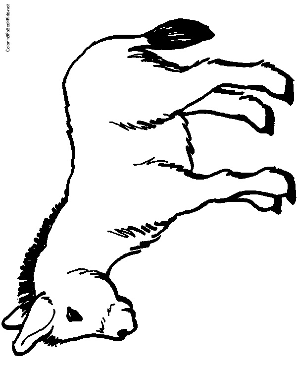 600x756 Donkey Coloring Pages