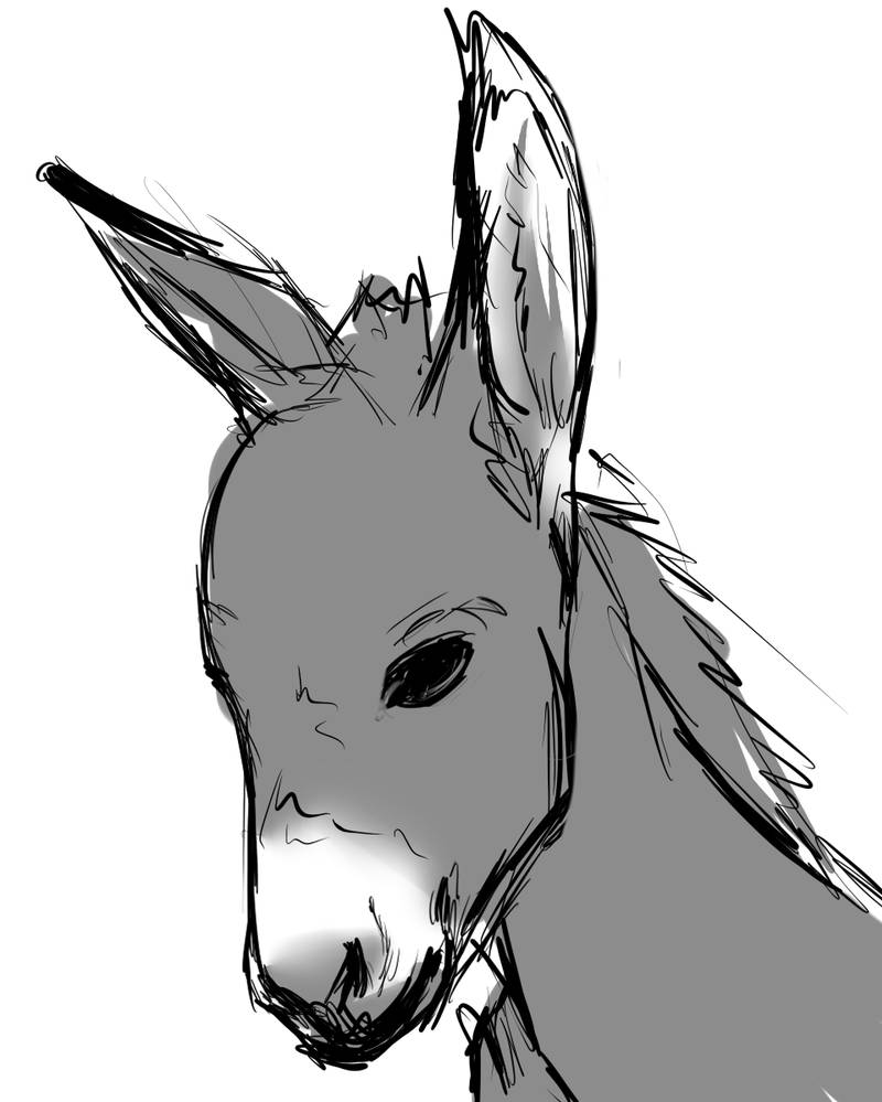 800x999 Donkey D