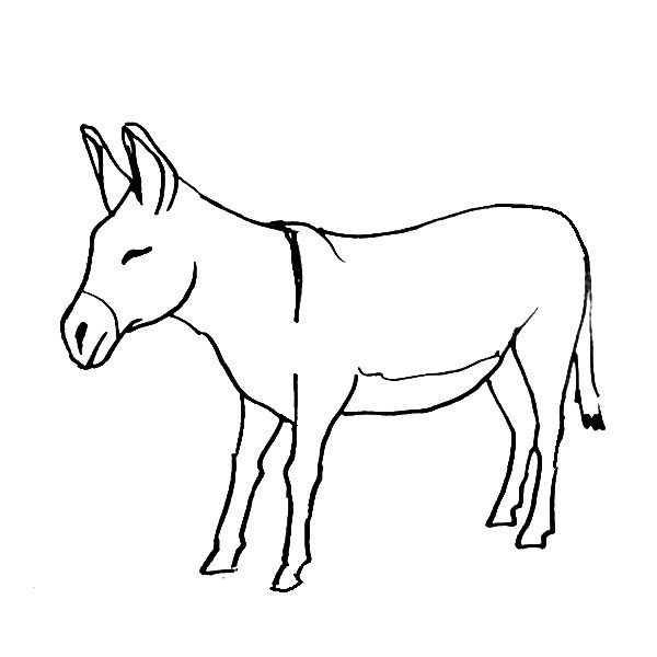 600x600 Donkey Coloring