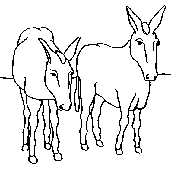 567x559 Donkey