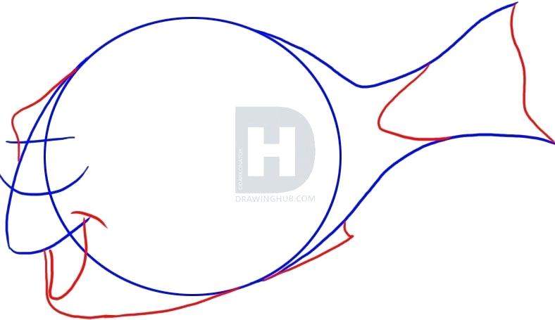 788x455 How To Draw Nemo And Dory Step