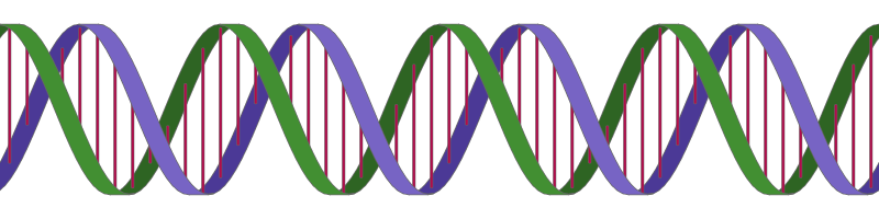 800x200 Drawing A Double Helix In Inkscape