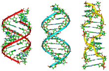 220x143 Nucleic Acid Structure