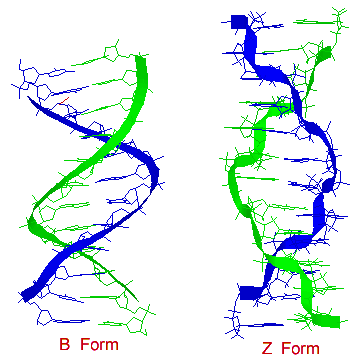 356x360 Structural Biochemistrynucleic Aciddnadna Structure