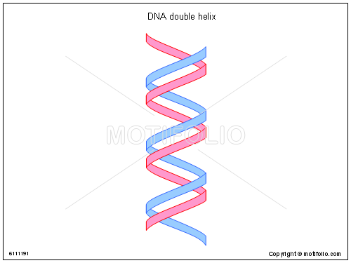 500x375 Dna Double Helix Illustrations