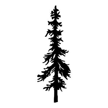370x370 Douglas Fir Drawing