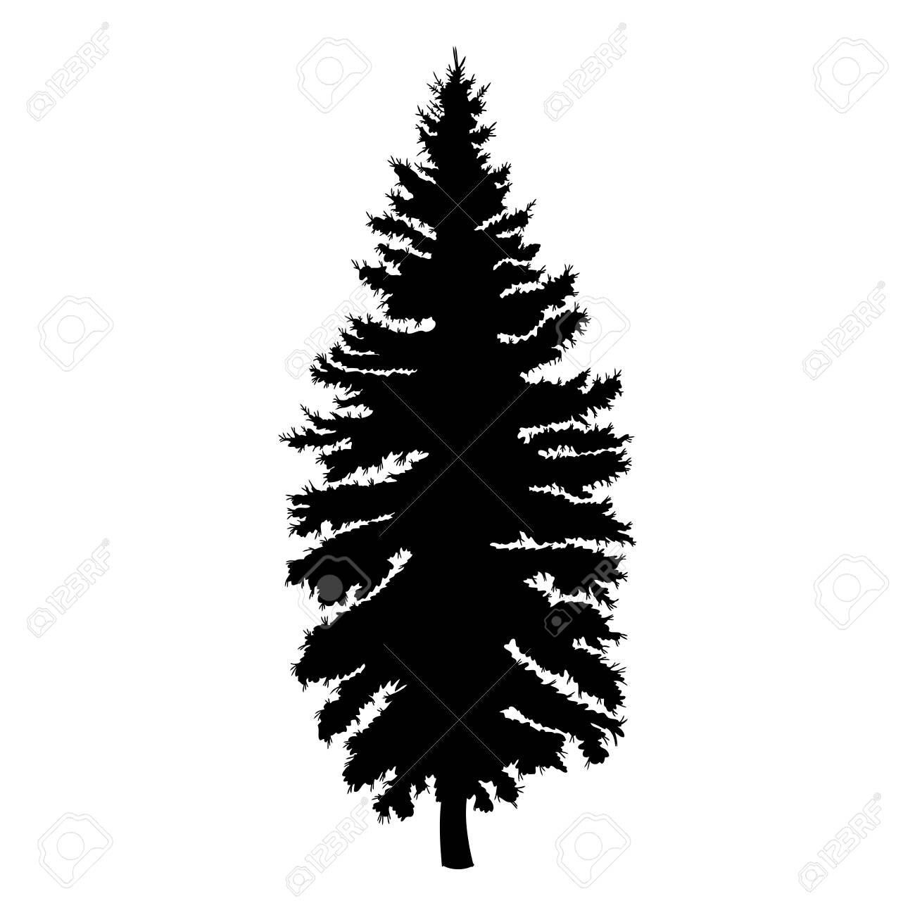 1300x1300 Drawn Fir Tree Lodgepole Pine