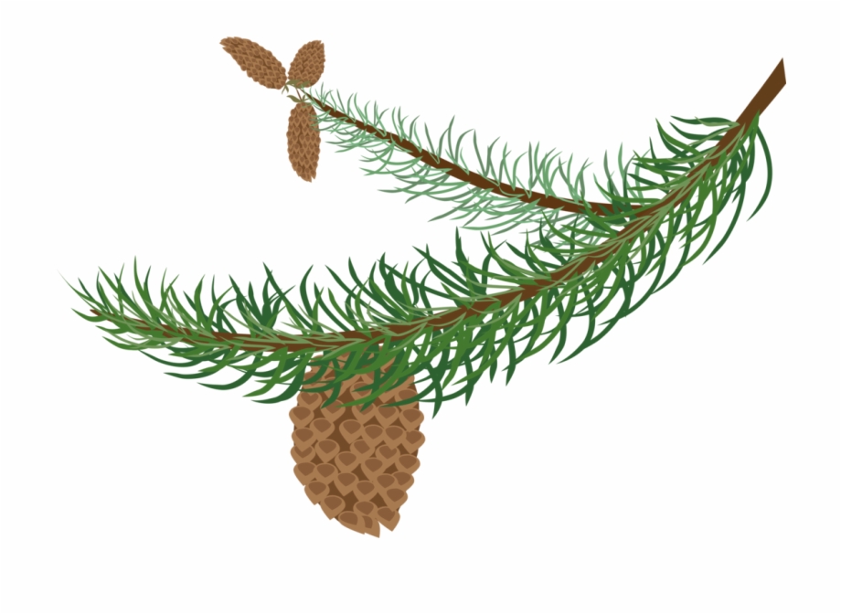 920x672 pine branch tree conifer cone fir