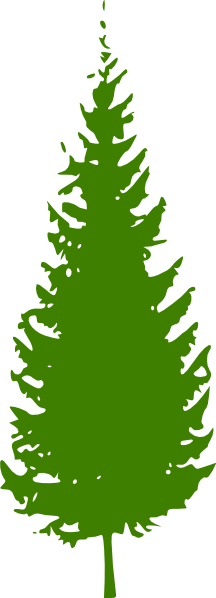 Douglas Fir Tree Drawing | Free download on ClipArtMag