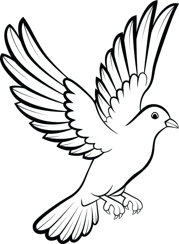 588x800 Dove Outline Drawing Download